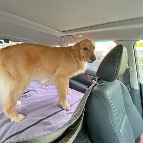 ゴールデンレトリーバーあすな　犬車