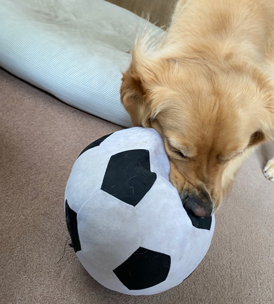 ゴールデンレトリーバー サッカーボール ぶん回し