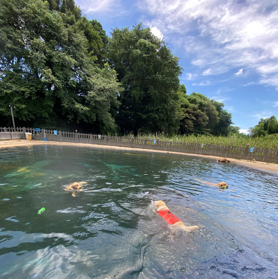 ドッグプールへGo　ゴールデンレトリーバーあすな　ラブラドールレトリーバーすぅ　爆水！　水遊び　気持ちいです