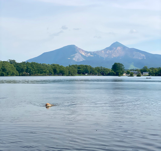 ゴールデンレトリーバー 水上レトリーブ