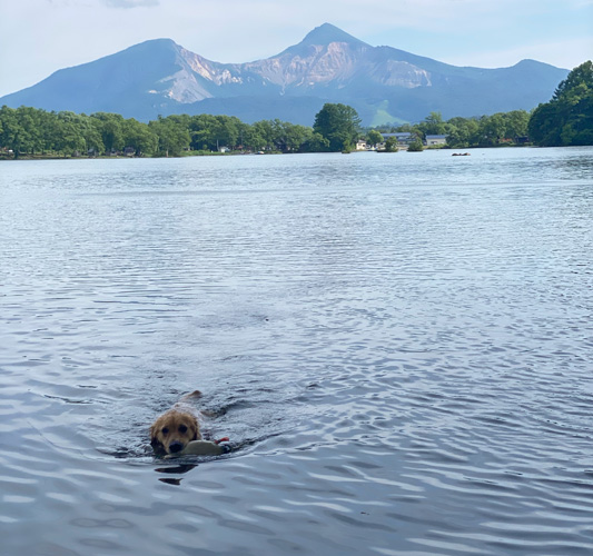 ゴールデンレトリーバー 水上レトリーブ