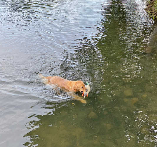 ゴールデンレトリーバー 水上レトリーブ