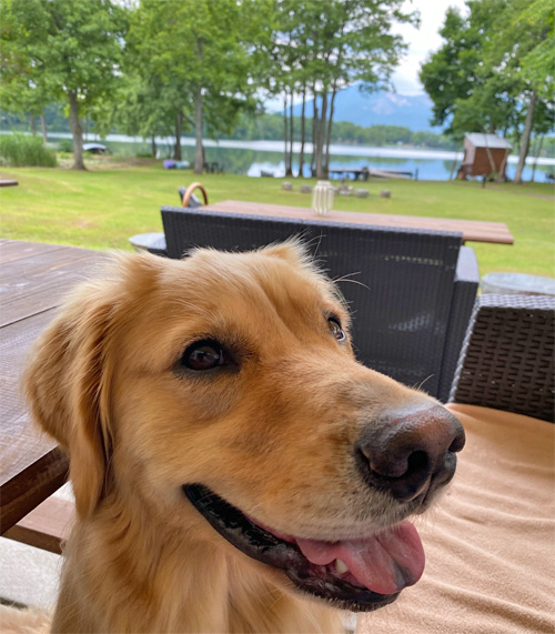 目の前が湖畔 犬連れ旅 ラブラドールレトリーバー ゴールデンレトリーバー