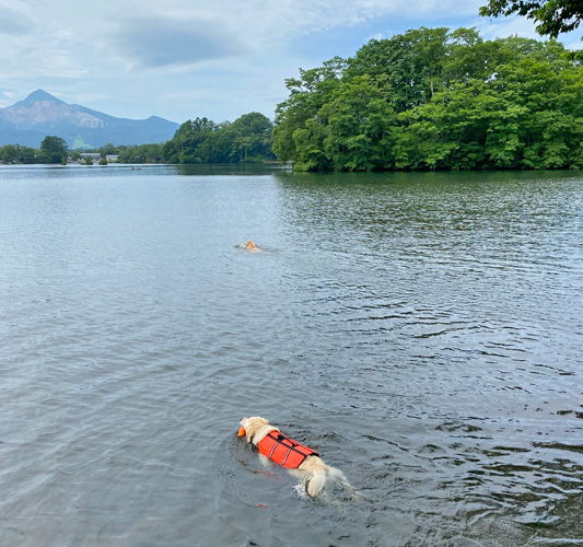 ラブラドールレトリーバーすぅとゴールデンレトリーバーあすな 出港 水遊び