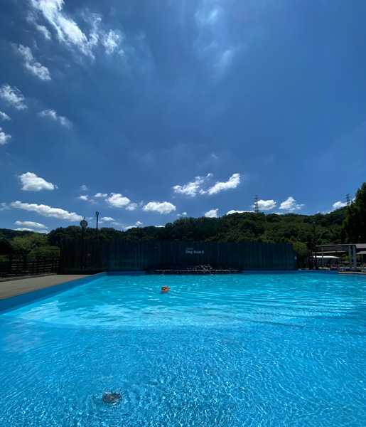 ゴールデンレトリーバーあすな プールで水遊び