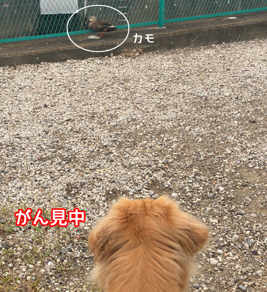 カモ を見つけるゴールデンレトリーバーあすな