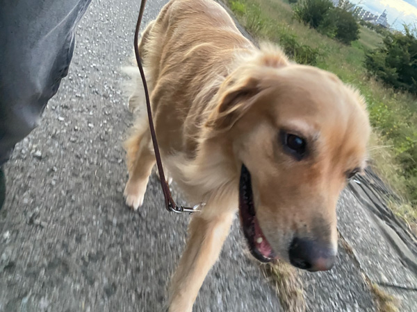 ゴールデンレトリーバーあすな　