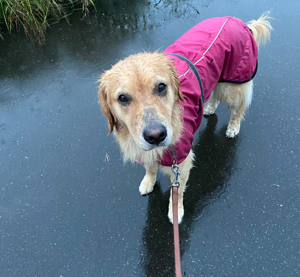 ゴールデンレトリバー　あすな　雨の日でもお散歩行きます。