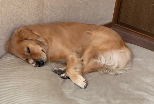 ゴールデンレトリーバーあすな 寝姿 寝顔