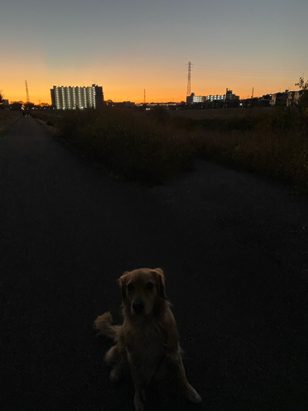 ゴールデンレトリーバーあすなと朝焼け