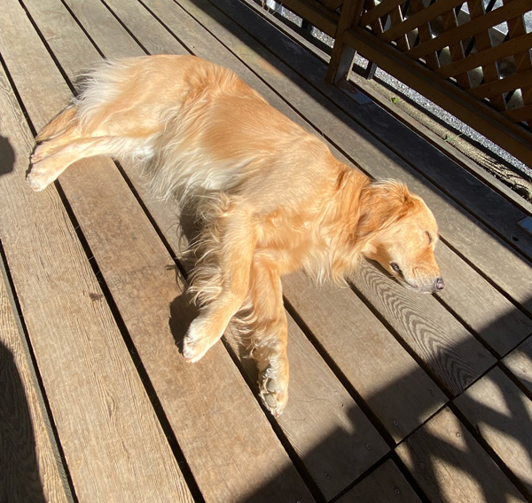 ゴールデンレトリーバーあすな 日向ぼっこ中