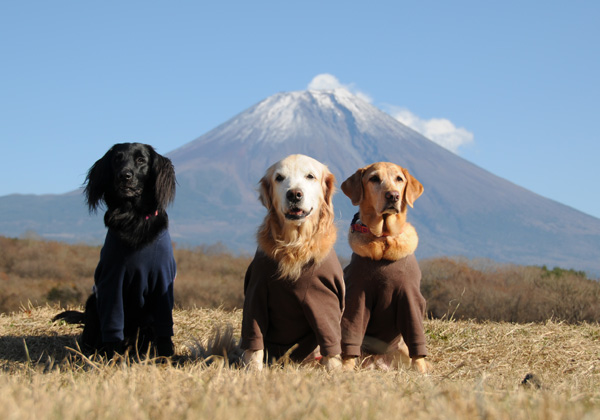 茶色１号ことゴールデンレトリーバーあいんとフラットコーテッドレトリーバーびっけ　ラブラドールレトリーバーミミ