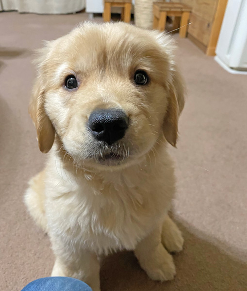 ゴールデンレトリーバー　パピー　あすな