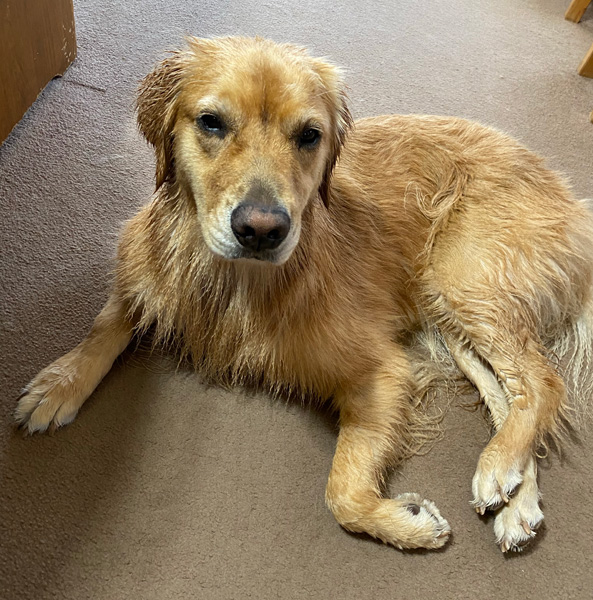 ゴールデンレトリーバーあすな　お風呂　シャンプー