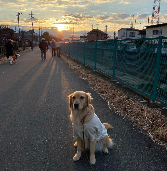 2026年 令和8年 1月1日 元旦 初日の出 ゴールデンレトリーバーあすな