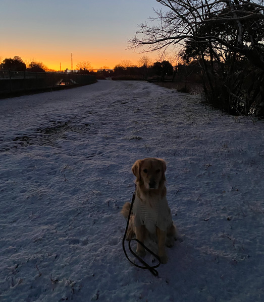 朝になっても　少し残ったけど…　ゴールデンレトリーバー　あすな