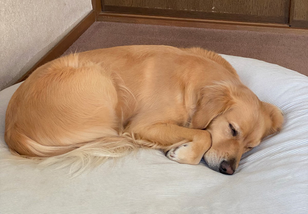 お腹痛い痛いから復活中　ゴールデンレトリーバー　あすな