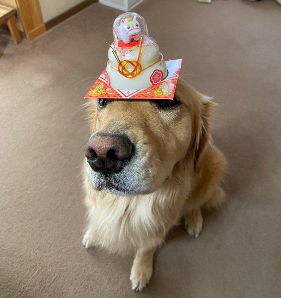 2026年　1月11日　鏡開き　ゴールデンレトリーバー　あすな