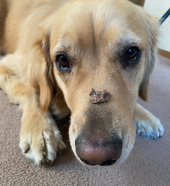 ゴールデンレトリーバーあすな 鼻におやつ