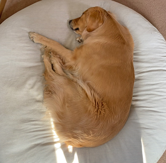 ゴールデンレトリーバーあすな　不貞寝中