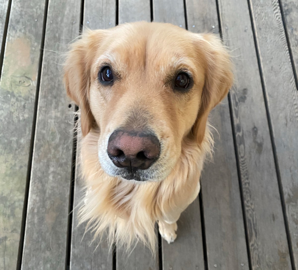 ゴールデンレトリーバー　あすな　この顔に騙されて