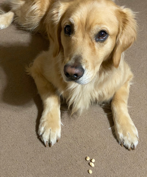 食い放題！　節分の福は内　は　最高らしい　ゴールデンレトリーバーのあすな
4歳になったので4粒です