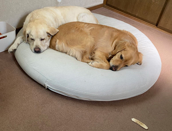 ゴールデンレトリーバーあすな と ラブラドールレトリーバー すぅ 添い寝中