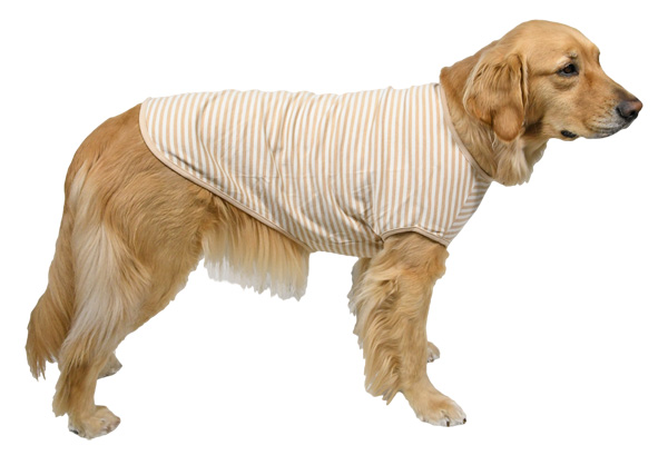 オーガニックTシャツ　ゴールデンレトリーバー　あすな　着用