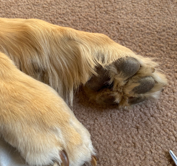 ゴールデンレトリーバー　肉球のはみだし毛　