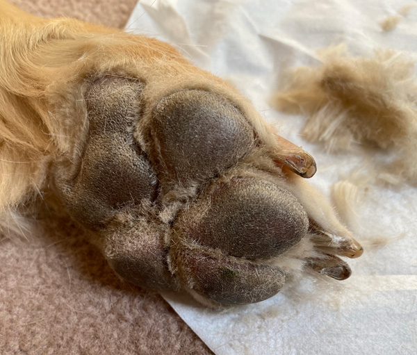 ゴールデンレトリーバー　肉球のはみだし毛カット後　