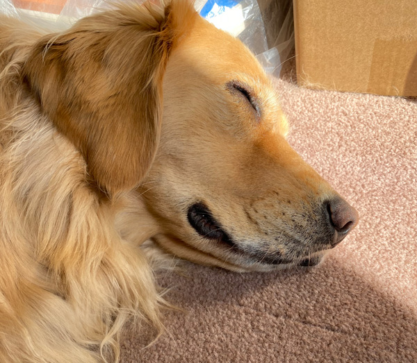 ゴールデンレトリーバー　寝込み中に肉球のはみだし毛カット　