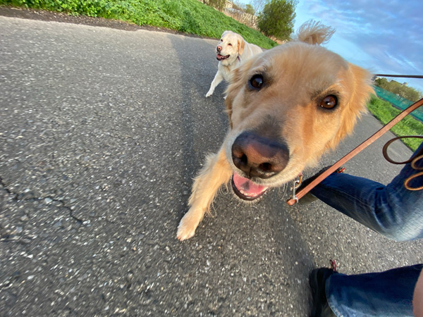 ゴールデンレトリーバー、ラブラドールレトリーバー、仲良くお散歩　(^^♪