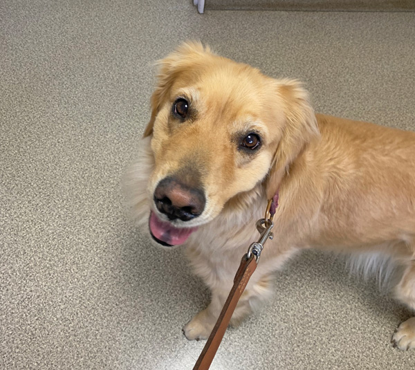 ゴールデンレトリーバー あすな 狂犬病注射 待合室