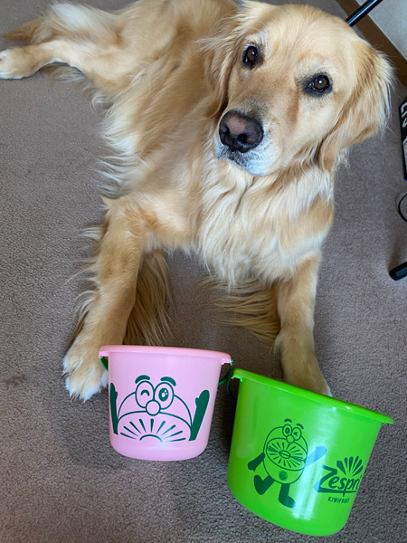 ゴールデンレトリーバー　あすな　キウイのバケツ