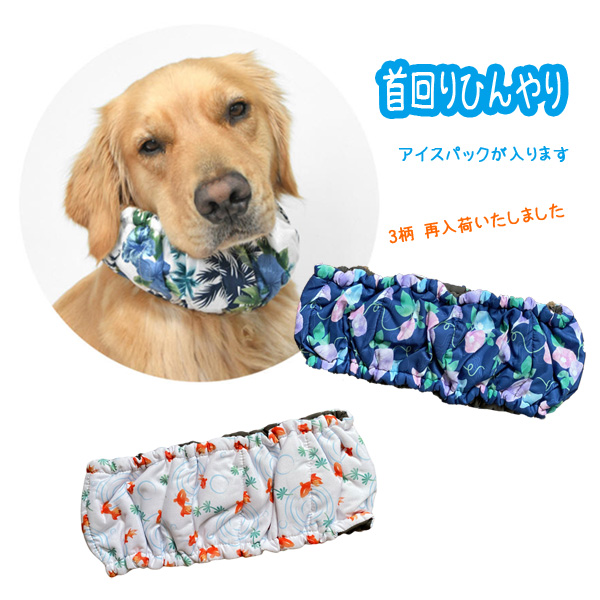 首元ひんやり　クール　ゴールデンレトリーバーあすな試着