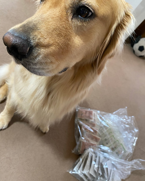 ゴールデンレトリーバー スタッフ犬あすな、ドッグフード 最適なカリカリを求めて、試食
