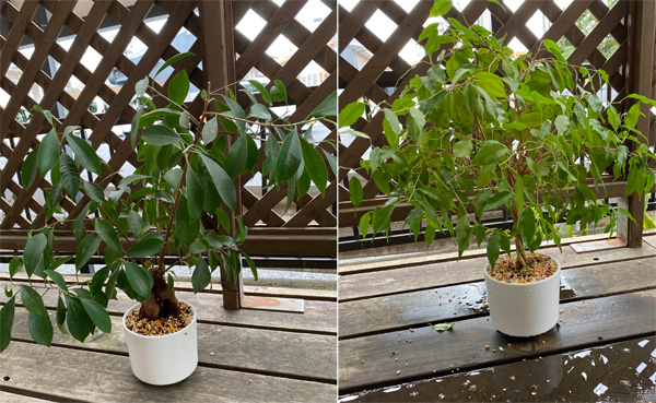 ベンジャミンとガジュマル　鉢　植え替え完了　可愛い陶器の白い鉢が好き