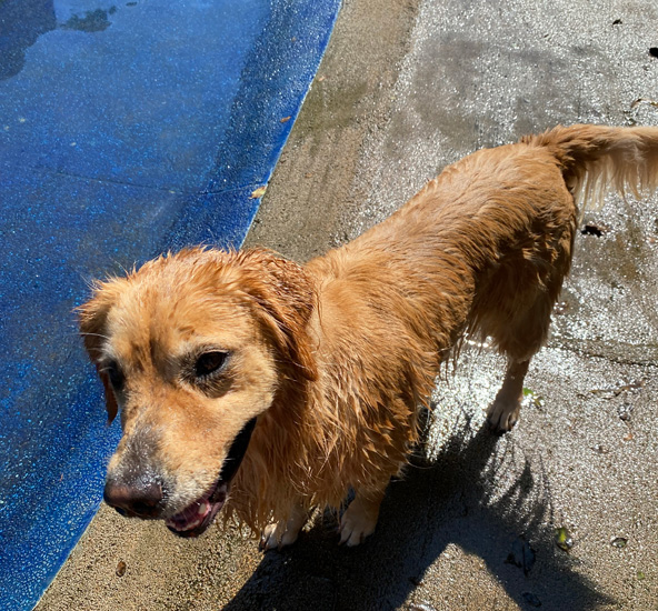 ゴールデンレトリーバー　あすな　爆水　水遊び　プール