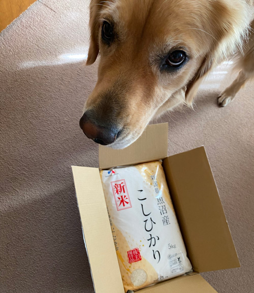 こしひかり 新米 ゴールデンレトリーバー あすな ニンマリ